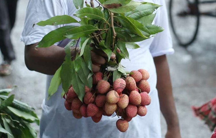 লিচুতে রয়েছে প্রচুর পরিমাণে পটাশিয়াম যেটি আমাদের রক্ত ও নালীর চাপ কমিয়ে রক্তের স্বাভাবিক গতি বৃদ্ধি করে। ছবি: মাহবুব আলম