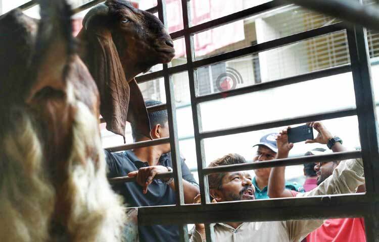 বিক্রি না হওয়ায় এখনো খামারেই আছে সেই ছাগলটি। ছবি: মাহবুব আলম