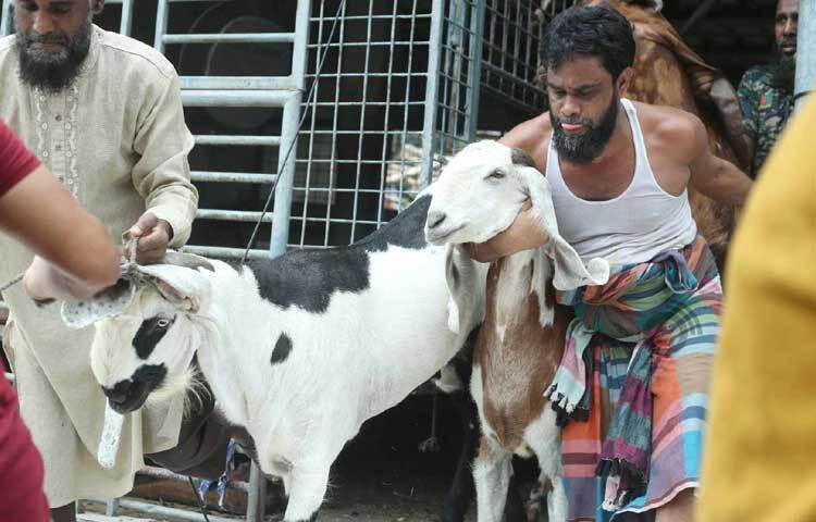 খামারে থাকা ছাগল ও দুম্বা বের করে নিয়ে যাচ্ছেন কর্মচারীরা। ছবি: মাহবুব আলম