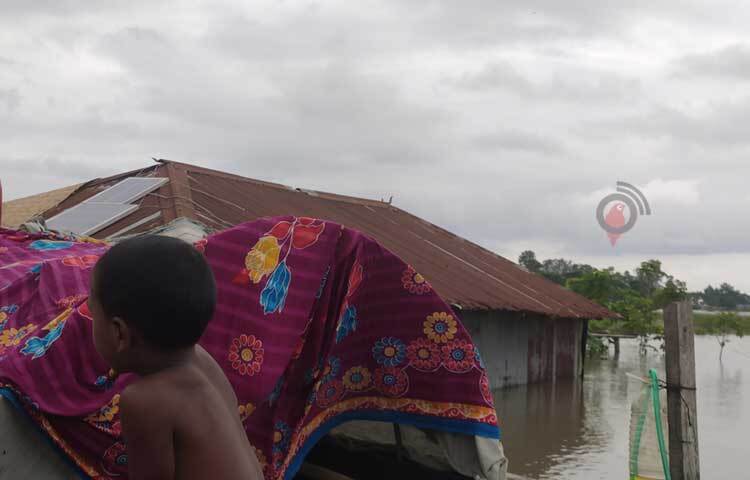 শুকনা খাবার, বিশুদ্ধ পানি আর গবাদিপশুর খাদ্যের সংকট দেখা দিয়েছে চরম আকারে। জেলা প্রশাসন থেকে ত্রাণ সহায়তা কার্যক্রম চলমান থাকলেও গো-খাদ্য নিয়ে দুশ্চিন্তায় আছেন বানভাসিরা। ছবি: ফজলুল করিম ফারাজী