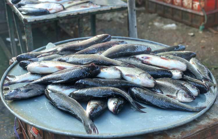 দুই কেজির বেশি ওজনের রুই মাছ বিক্রি হচ্ছে ৩৭০ টাকা কেজিতে। ছবি: মাহবুব আলম