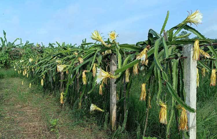 ২০১৯ সালে ৩ একর জমিতে হাজী এগ্রো অ্যান্ড ড্রাগন গার্ডেন গড়ে তুলেন। ছবি: আয়শা সিদ্দিকা আকাশী