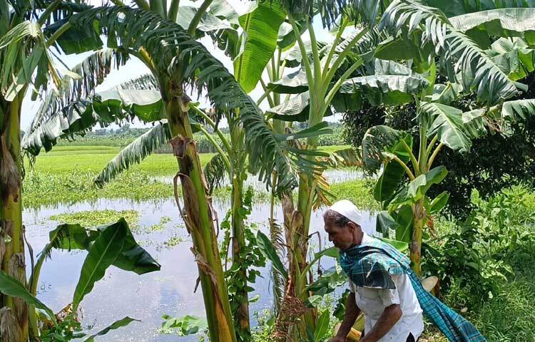 প্রতিনিয়ত আশপাশের গ্রাম থেকে মানুষ দেখতে আসেন তার এ বাগানে। অনেকে আবার তার কাছ থেকে কলা চাষাবাদ করার পরামর্শও নিচ্ছেন। ছবি: রাশেদুল ইসলাম রাজু