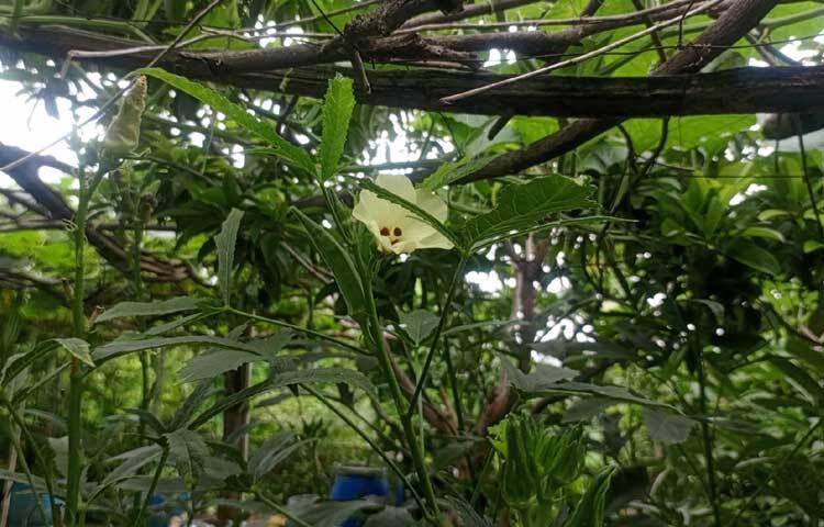 তাদের বাগানে আছে বিভিন্ন প্রজাতির ফল। কাঁচা-পাকা কামড়াঙা, ড্রাগন ফল, ত্বিন ফল, করমচা, দেশি-বিদেশি পেয়ারা, জাম্বুরা, সফেদা, জামরুল, পেঁপে, লেবু, বরই, আলুবোখারা, আমড়া, জাম, আঙুর, বেল এবং অ্যাভোকাডো। ছবি: হাসান আলী