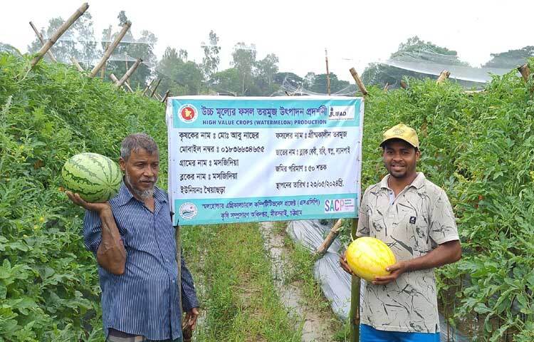 গ্রীষ্মকালীন তরমুজ চাষে সহযোগিতা করছে উপজেলা কৃষি বিভাগ। ছবি: এম মাঈন উদ্দিন