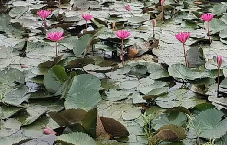 বর্তমানে পদ্য বিল নামে পরিচিত এ শাপলা বিলে নানান পেশাজীবী মানুষের  ভিড় জমে। ছবি: ফজলুল করিম ফারাজী