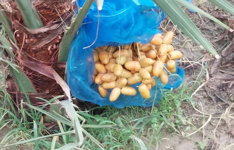 এ পর্যন্ত দুই-আড়াই লাখ টাকার চারা বিক্রি করেছেন। এরই মধ্যে ১০৩টি গাছে ফল ধরেছে। যে ফল থেকে ৫-৭ লাখ টাকা বিক্রির আশা করছেন সাইফুল ইসলাম। ছবি: আল মামুন