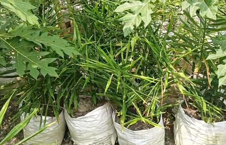 বর্তমানে বাজারদর অনুযায়ী প্রতি কেজি ২২০ টাকা করে বিক্রি করলে ২ লাখের বেশি বিক্রি হবে। আবার একই জমিতে ১০০ পেঁপের গাছ আছে। সেখান থেকেও লক্ষাধিক টাকার পেঁপে বিক্রির স্বপ্ন দেখছেন রুস্তম। ছবি: আল মামুন