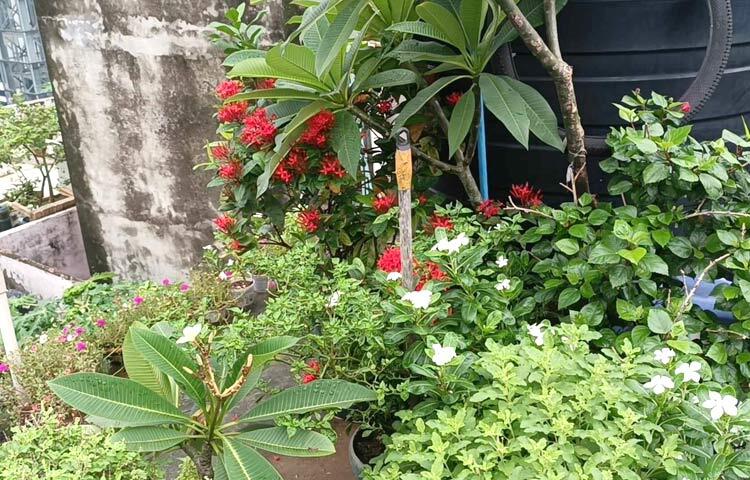 অসীমের ছাদ বাগানে আছে নানা প্রকারের ওষুধি, ফলদ, বনজ গাছ এবং শাক-সবজি। এখানে পাওয়া যায় আতা, লেবু, করমচা, আম, কামরাঙা, আমলকি এবং সবজি হিসেবে সাজনা, করল্লা, কচুশাক, পুঁইশাক, তেলাকুচা, পালংশাক, বিলাতি ধনেপাতা। এ ছাড়া ওষুধি গাছের মধ্যে আছে নিম, ঘৃতকুমারী, মেহেদি এবং ফুলের মধ্যে বেলি, হাসনাহেনা, রঙ্গন, কাঠগোলাপ, নয়নতারা, ঘাসফুল ইত্যাদি। ছবি: মামুনূর রহমান হৃদয়