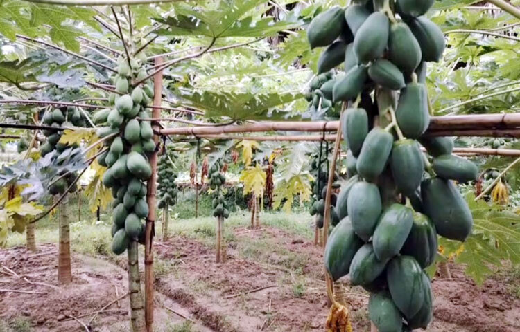 গত বছরের সফলতায় এ বছর তিনি আরও লাভের আশায় ৩ বিঘা জমিতে পেঁপে চাষ করেছেন। ফলন ভালো হওয়ার পাশাপাশি দামও পাচ্ছেন ভালো। ছবি: আব্দুর রহমান আরমান