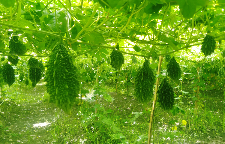 জেলার ক্ষেতলাল উপজেলার মুনঝাড়, মিনিগাড়ী, দাশরা, বিলেরঘাট, চৌমুহনী, মোলামগাড়ী, সদর উপজেলার ধলাহার, দুগাছী, ভাদশা ইউনিয়নের মাঝিপাড়া, পুরানাপৈল, পাঁচবিবি উপজেলার ধরঞ্জী, রতনপুর এলাকায় স্থানীয় উন্নত জাতসহ বারি, হাইব্রিড জাতের করলা উৎপাদন বেশি হয়ে থাকে। ছবি: আল মামুন