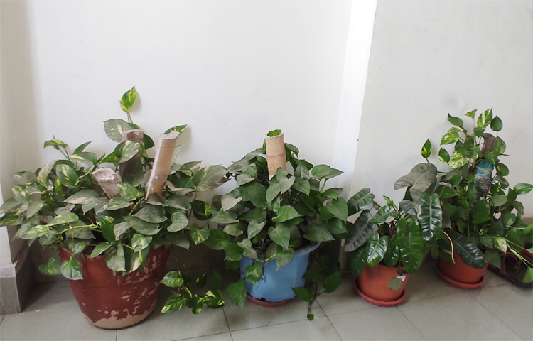 তিনি আরও বলেন, ‘আমাদের নওগাঁ আমের জন্য বিখ্যাত। এ ছাড়া সেখানে অনেক ধরনের ফল গাছ আছে। তাই ফল গাছের প্রতি আমার বিশেষ দুর্বলতা আছে। বরিশাল থেকে আনা একটি কমলা গাছ ছাদে লাগিয়েছি। গাছের সবুজ পাতা আর সতেজ ফল শহরের ধুলোবালির মধ্যে এক টুকরো স্বস্তির পরিবেশ তৈরি করে। মনে করিয়ে দেয় নওগাঁর দিনগুলো। তাজা ফল খেতে পারাটা সত্যিই আনন্দের।’ ছবি: মামুনূর রহমান হৃদয়