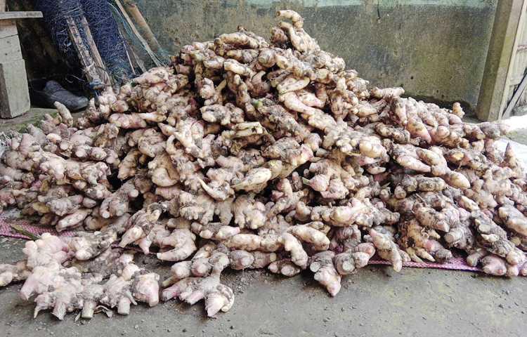 আদা চাষ বেশি হলে আমদানি করা আদার চাহিদা অনেকটাই কমে আসবে বলে দাবি সচেতনমহলের। সফলতা পেলে ভবিষ্যতে এভাবে আদার চাষের পরিধি বাড়বে বলে জানিয়েছে সংশ্লিষ্ট বিভাগ। ছবি: ইব্রাহিম সুজন