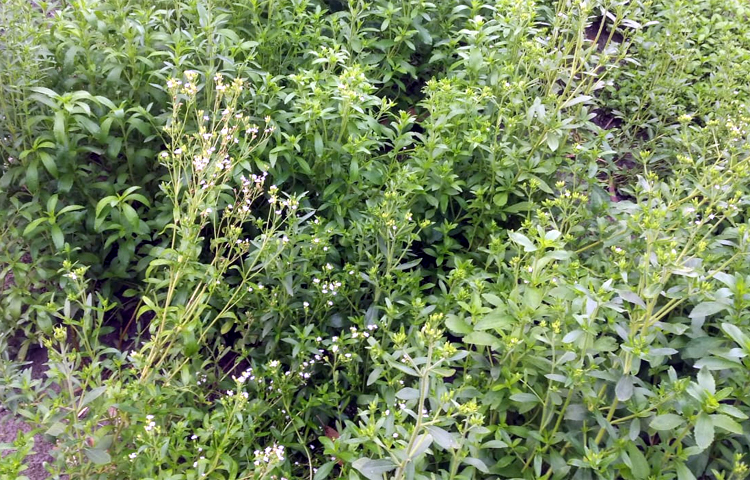 এক প্রশিক্ষণে স্টিভিয়া সম্পর্কে জানেন জীবনকৃষ্ণ। পরে বাড়িতে স্টিভিয়া গাছ লাগানোর পরিকল্পনা করেন। এরপর ইউটিউব দেখে অনলাইনে অর্ডার করে পাটগ্রামের দহগ্রাম থেকে ১৭টি চারা সংগ্রহ করেন। মাত্র ৮ মাসের ব্যবধানে বাগানে ২০০ চারা হয়। ছবি: রবিউল হাসান