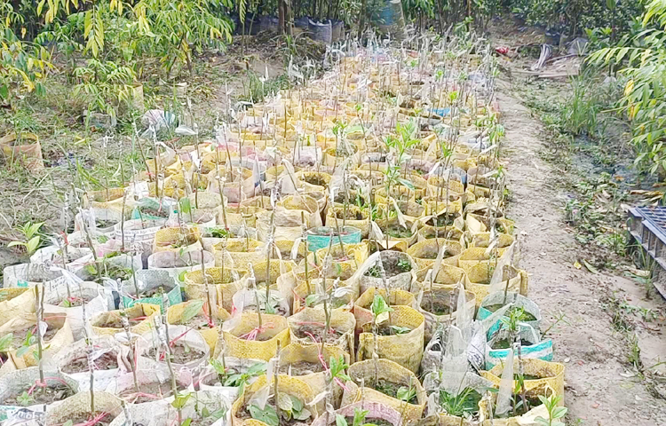 তিনি বিভিন্ন প্রজাতির ফলের চারার নার্সারি করে স্বাবলম্বী হয়েছেন। ধীরে ধীরে ব্যবসা বাড়তে থাকে। প্রবাসে মাসে যা আয় করেছেন, তার চেয়ে এখন অনেক ভালো আয় করছেন। নার্সারি ব্যবসা করে পরিবার নিয়ে সুখেই আছেন। দেশে থেকেও কঠোর পরিশ্রম করে স্বাবলম্বী হওয়া যায় বলে প্রমাণ করছেন সেলিম। ছবি: এম মাঈন উদ্দিন