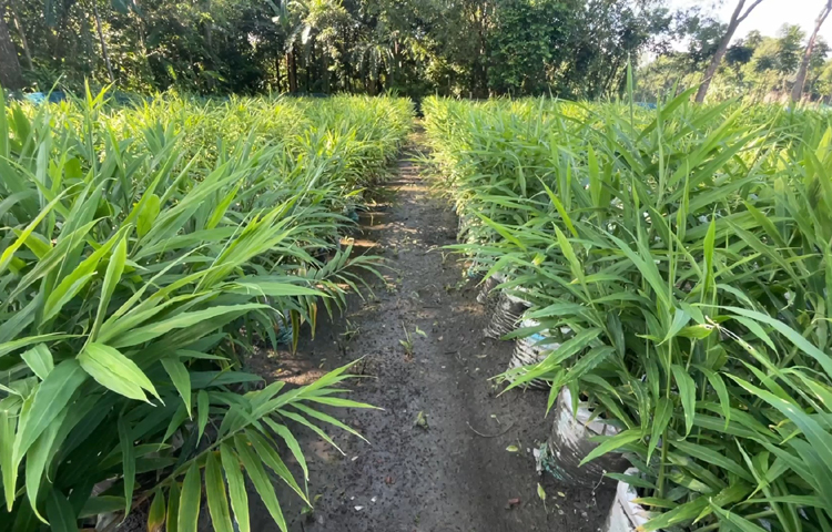 এ পদ্ধতিতে আদা চাষ করেছেন তিনি। বর্ষায় পানি জমে গেলেও পচনসহ রোগবালাইয়ের সম্ভাবনা কম। সাধারণ কৃষকদের এ পদ্ধতিতে আদা চাষে কারিগরিসহ সব ধরনের সহায়তা দিচ্ছে কৃষি বিভাগ। বস্তায় আদা চাষে রোগবালাই নেই বললেই চলে। ছবি: এসকে রাসেল