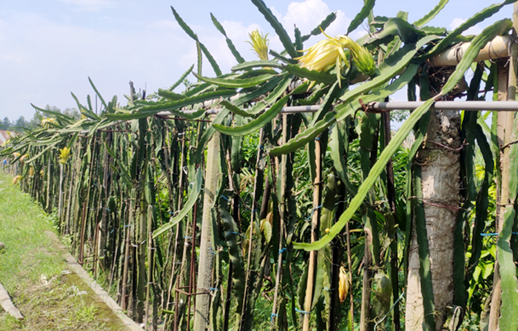 ড্রাগন হলো অ্যান্টি অক্সিডেন্ট সমৃদ্ধ ফল। এতে আছে ফ্ল্যাভোনয়েড, ফেনোলিক অ্যাসিড ও বিটাসায়ানিন এর মতো অ্যান্টি অক্সিডেন্ট। এসব প্রাকৃতিক উপাদানগুলো কোষগুলোকে ফ্রি ব়্যাডিকেল থেকে রক্ষা করে। এটি ক্যানসার ও অকালে বুড়িয়ে যাওয়ার মতো সমস্যা থেকে বাঁচায়। ছবি: জাগো নিউজ