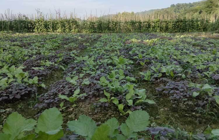 এ বছর আগাম সবজি চাষে যথেষ্ট প্রতিকূলতার সম্মুখীন হয়েছেন কৃষকরা। অবশেষে মৌসুমের শুরুতে অনেকেই আগাম শীতকালীন সবজি বাজারে আনার চেষ্টা করছেন।