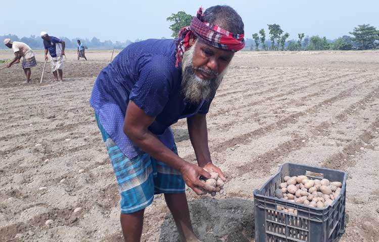 তবে আলুর বীজ ও সার নিয়ে বিপাকে রয়েছেন চাষিরা।