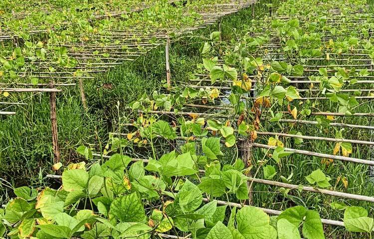 উপজেলার মুলাডুলি ইউনিয়নের বাঘহাছলা, শেখপাড়া, মুলাডুলি মধ্যপাড়া ও গোয়ালবাথান এলাকার শত শত হেক্টর জমিতে আগাম শিমের আবাদ হয়েছে। যেদিকে চোখ যায় সেখানেই দেখা যাচ্ছে শুধু শিমের আবাদ।