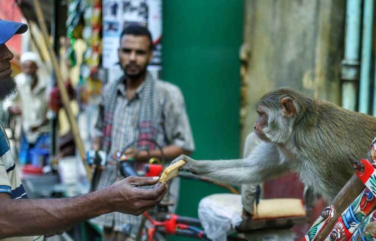 স্থানীয়রা চলার পথে বানরদের বিস্কিট-কেক খাইয়ে থাকেন।