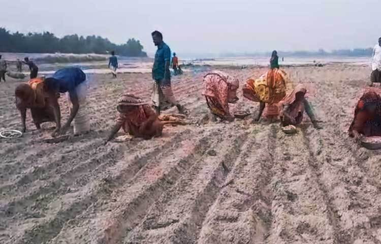 কুড়িগ্রাম কৃষি সম্প্রসারণ অধিদপ্তর থেকে জানা গেছে, চলতি মৌসুমে জেলার কুড়িগ্রাম সদর, নাগেশ্বরী, ভুরুঙ্গামারী, ফুলবাড়ি, উলিপুর, রাজারহাটসহ অন্যান্য উপজেলার চরাঞ্চল, পতিত ও আবাদি জমিতে বিভিন্ন জাতের আলু চাষ হচ্ছে। রোমানা, এস্টেরিক, কার্টিনাল, উফশি, সানসাইন ছাড়াও দেশীয় জাতের আলু চাষ হচ্ছে।