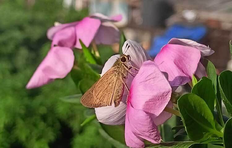 এ যেন ফুল আর প্রজাপতির সন্ধিক্ষণ।