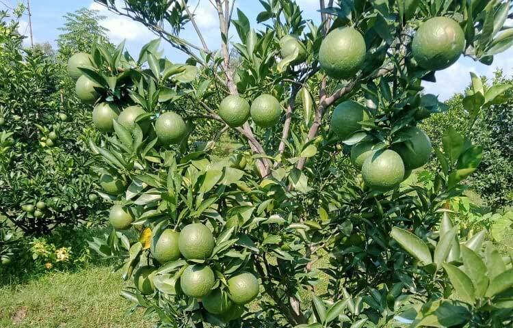 করোনার মধ্যে ৯৬০টি মাল্টা গাছ রোপণের মাধ্যমে যাত্রা শুরু করেন ফাহিম। ফলনের প্রথম বছরে সফলতা ধরা না দিলেও চলতি মৌসুমে ১০ লাখ টাকার মাল্টা বিক্রি হবে বলে আশা করছেন তরুণ এই উদ্যোগতা।