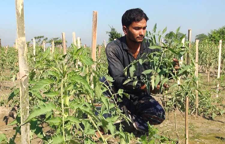 বাজারদর ভালো থাকলে অধিক লাভবান হওয়ার স্বপ্ন দেখছেন জামালপুরের কৃষকরা।