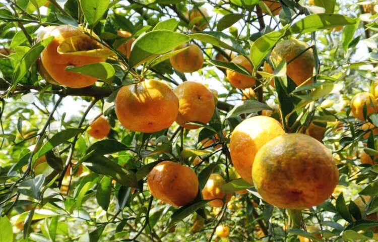 এ কমলা চাষের অপার সম্ভাবনার দ্বার উন্মোচিত হয়েছে। শার্শার মাটিতে উৎপাদিত রামরঙ্গন কমলা চীনসহ অন্য যে কোনো দেশ থেকে আমদানি করা রামরঙ্গনের চেয়ে মিষ্টি ও সুস্বাদু।