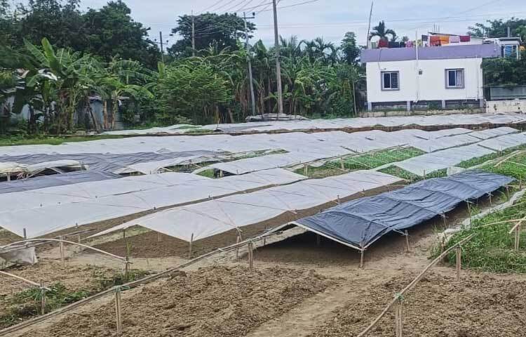 প্রতি বছর বেচাকেনা শ্রাবণ মাস থেকে শুরু হলেও এবার বন্যা ও বৈরী আবহাওয়ার কারণে উৎপাদন ও বেচাকেনা শুরু হয়েছে দেরিতে।