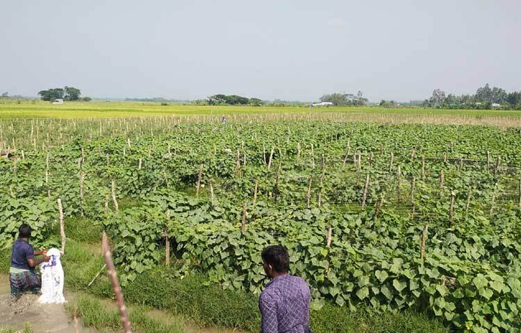 উপজেলার বড়াদারোগাহাট, মিঠাছড়া, বড়তাকিয়া, মিরসরাই সদর, বারইয়ারহাট, করেরহাট বাজারে খিরা পাইকারি বিক্রি করা হয়।