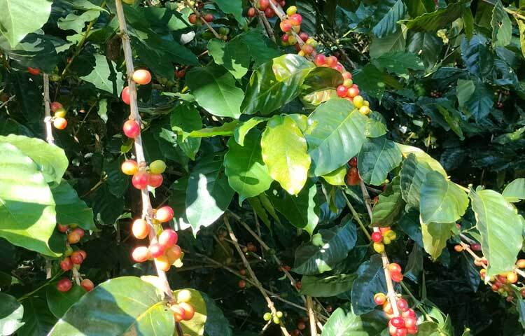 অ্যারাবিকা ও রোবাস্তার চেয়ে উচ্চ ফলনশীল হওয়ায় চন্দ্রগিরি কফি চাষে ঝুঁকছে অনেক চাষি।