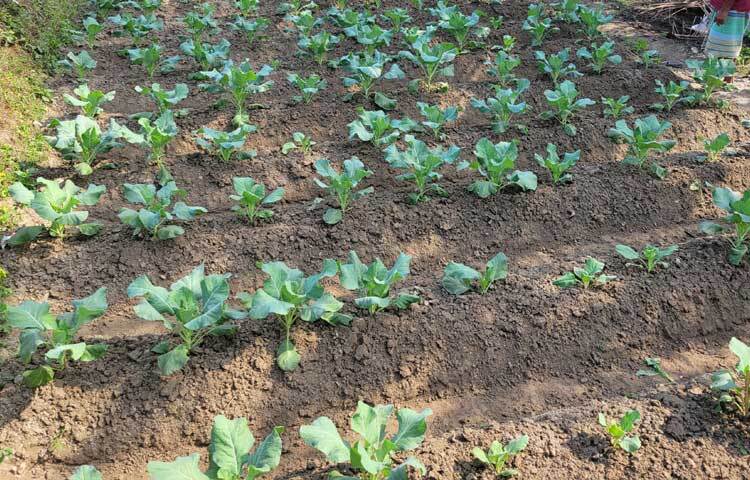 প্রতি বছরের মতো এবারও নিজের তিনটি জমিতে ফুলকপি চাষ করেছেন কৃষক আসাদুল্লাহ।