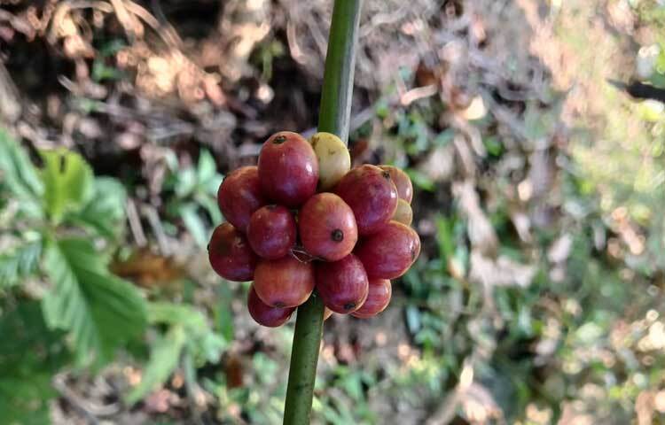 দীর্ঘ ২ বছরের চেষ্টায় গাছে কফির ফলন পেয়ে কৃষকদের সঙ্গে খুশি কৃষি কর্মকর্তারাও।