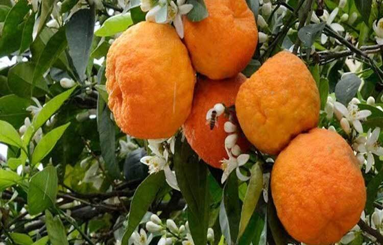 ভিটামিন ‘বি’ ক্যালসিয়াম, পটাশিয়াম, ফসফরাসসহ মিনারেল, ফাইবার, ফোলেট, কপার এবং প্রচুর আঁশে ভরপুর কমলা আমাদের স্বাস্থ্যর জন্য অনেক উপকারী।