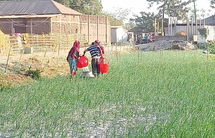 জানা গেছে, তিস্তার বালুচরে ভুট্টা, আলু, পেঁয়াজ, রসুনসহ অন্য ফসলের বীজ বুনতে শুরু করেছেন কৃষকেরা। কোথাও দেখা গেছে ভুট্টার চারা গজিয়েছে। পোকামাকড়ের হাত থেকে ভুট্টার গাছ বাঁচাতে অনেকে কীটনাশক স্প্রে করছেন।