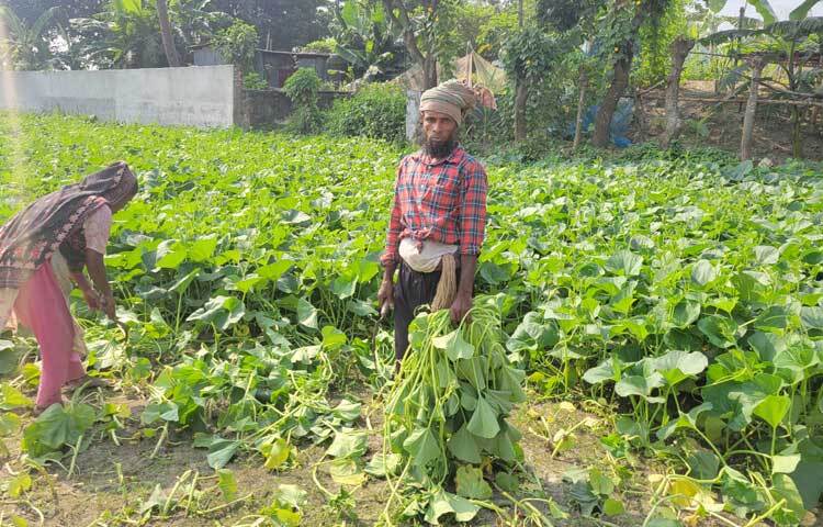 জমির যত্নের জন্য ৮ জন কর্মচারী রেখেছেন শাহজাহান। কর্মচারীদের বাৎসরিক চুক্তিতে রেখে প্রতিজনের বেতন দেন ১৮-২০ হাজার টাকা।