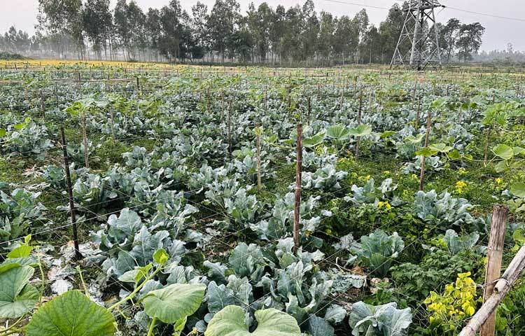 এবারও নিজের ৩বিগা জমিতে ফুলকপি ও লাউয়ের মিশ্র চাষ করেছেন এই কৃষক।