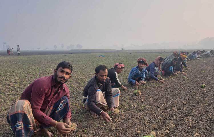 জেলার সদর উপজেলা, সালথা, নগরকান্দা, সদরপুর, ভাঙ্গা, চরভদ্রাসন, বোয়ালমারী, আলফাডাঙ্গা, মধুখালী উপজেলায় পেঁয়াজ আবাদে ব্যস্ত থাকা কৃষকদের সাহায্য করে যাচ্ছেন বাড়ির গৃহিণী, ছেলে-মেয়েসহ স্বজনেরা।