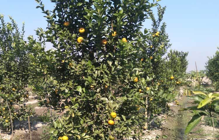 জানা যায়,  প্রায় পাঁচ বছর আগে এক বিঘা জমিতে বারি-২ জাতের কমলা ফলের বাগান করেন ইমরান হোসেন। বাগানে প্রথমে কয়েকটি কমলার চারা রোপণ করেন। সেখান থেকে গ্রাফটিং করে আরও চারা রোপণ করেন। এবারই প্রথম গাছগুলোতে বেশি ফল এসেছে।