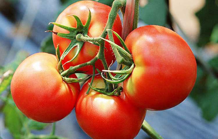 টমেটোতে লুটিন ও লাইকোপিন নামে কেরাটিনয়েড আছে, যা দৃষ্টি ও চোখের স্বাস্থ্যকে ভালো রাখে। একই সঙ্গে ত্বককে সতেজ রাখে।