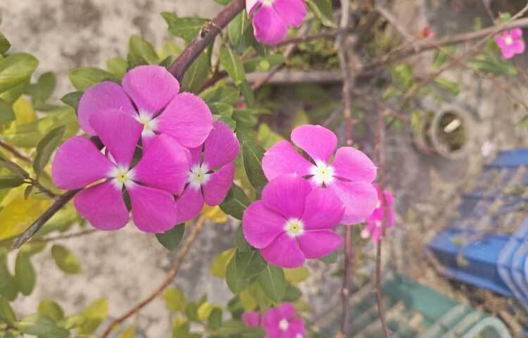 সকালের রোদে হাসছে রঙিন ফুলগুলো।