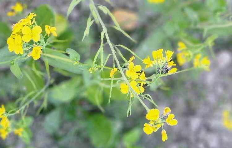 চলতি মৌসুমে বাম্পার ফলনের আশায় ৮৬ হাজার ৪৬০ হেক্টর জমিতে সরিষা চাষ করেছেন সিরাজগঞ্জের কৃষকরা।