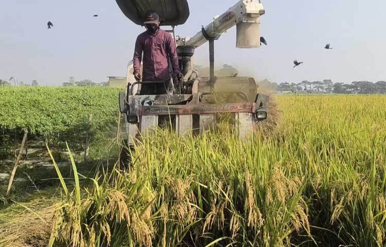 সুনামগঞ্জে প্রায় ২ লাখ কৃষক আমন ধান ঘরে তুলতে ব্যস্ত সময় পার করছেন।