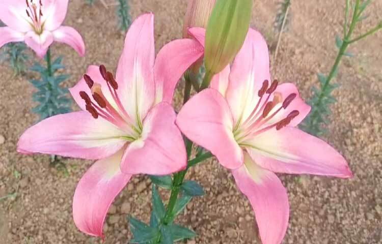 লিলিয়াম ফুলের বর্ণচ্ছটা অনেকটা চিত্রের মতো। দেখে মনে হয় কোনো শিল্পী রংতুলি দিয়ে ফুলের গায়ে চিত্রাঙ্কন করেছেন।