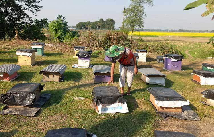 জানা যায়, রাজবাড়ী সদর ও গোয়ালন্দের বিস্তীর্ণ এলাকায় চাষ হয়েছে সরিষা। মাঠের পাশেই বসানো হয়েছে মৌ-বাক্স।