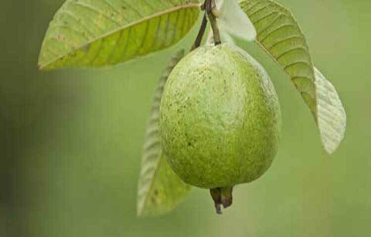 পেয়ারা ফাইবার সমৃদ্ধ, যা হজম প্রক্রিয়াকে সহজ করে এবং কোষ্ঠকাঠিন্য দূর করে।