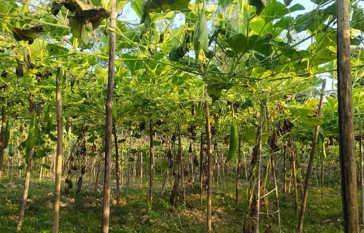 খোঁজ নিয়ে জানা গেছে, উপজেলার ১৬টি ইউনিয়ন ও দুই পৌরসভার পাহাড়ি ও সমতল ভূমিতে শীতকালীন সবজি লাউ চাষ করা হয়েছে।