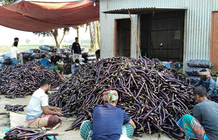 কম খরচে লাভ বেশি হওয়ায় প্রতি বছর চাষের পরিমাণ বাড়ছে। তিল্লি এলাকা থেকে প্রতিদিন প্রায় ২২ হাজার কেজি বেগুন বিভিন্ন স্থানে যায়।